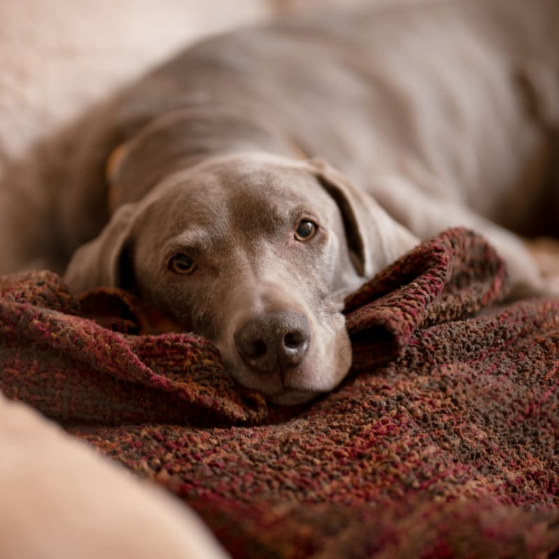 Medical Boarding for Cats & Dogs, Madison Vet