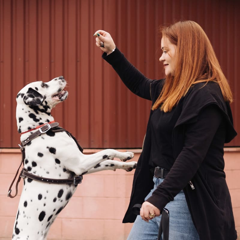 Dental Care for Dogs, Madison Vet