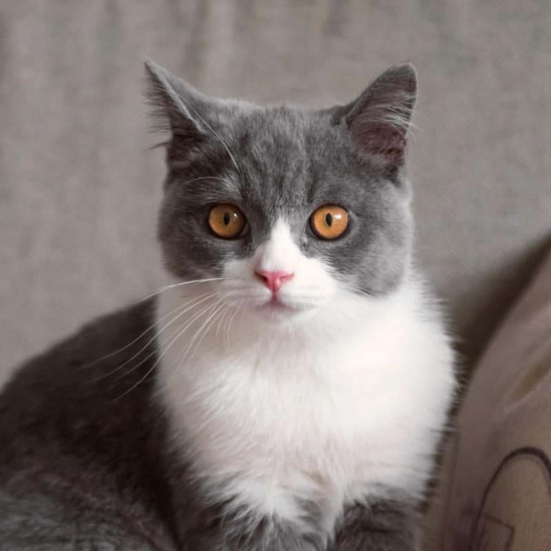 Vaccines and Preventive Care, Madison Veterinarians