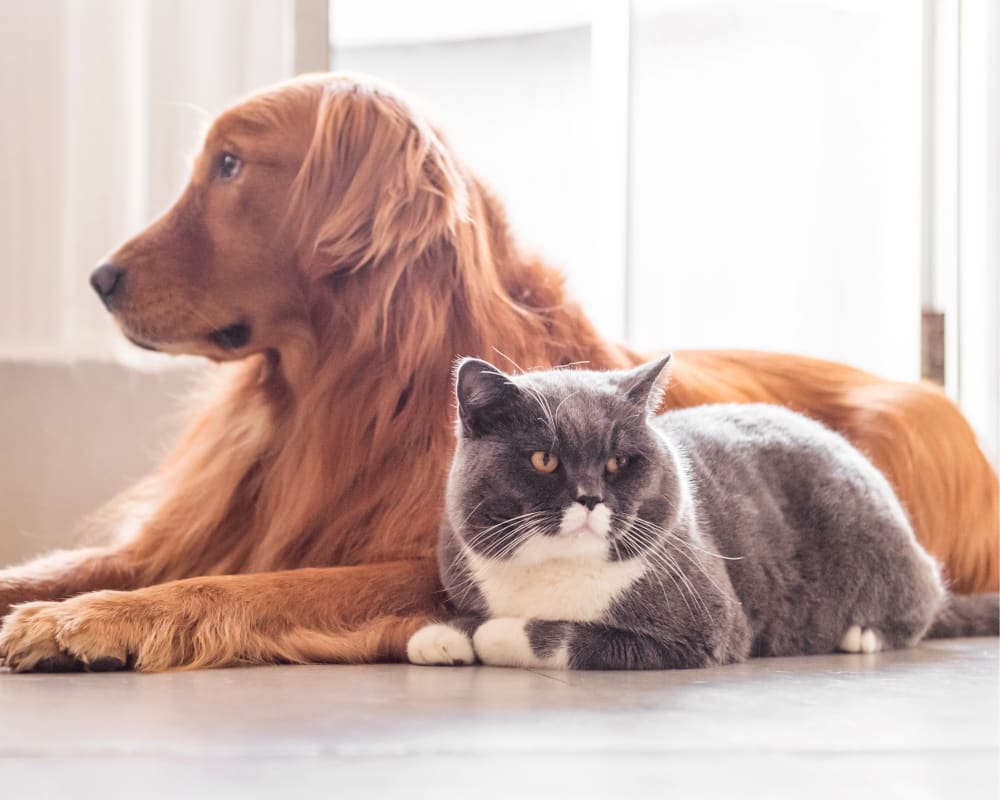 Veterinary Diagnostics